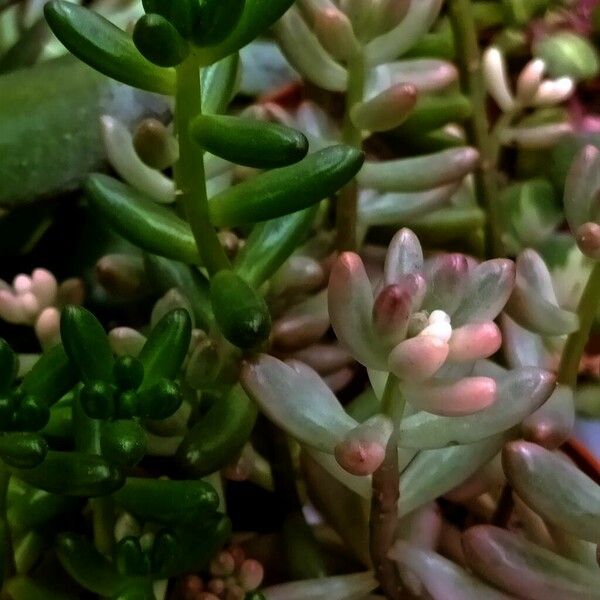 Sedum × rubrotinctum Blad