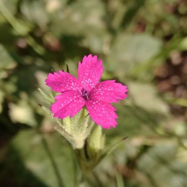 Dianthus armeria Blodyn