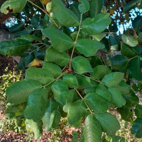 Ceratonia siliqua Leaf