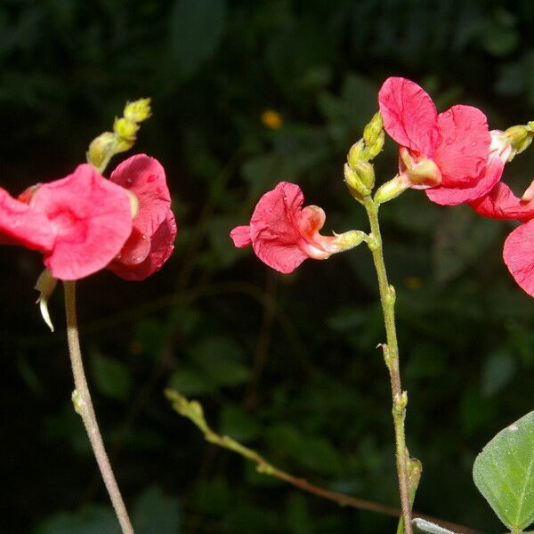 Macroptilium lathyroides Flower