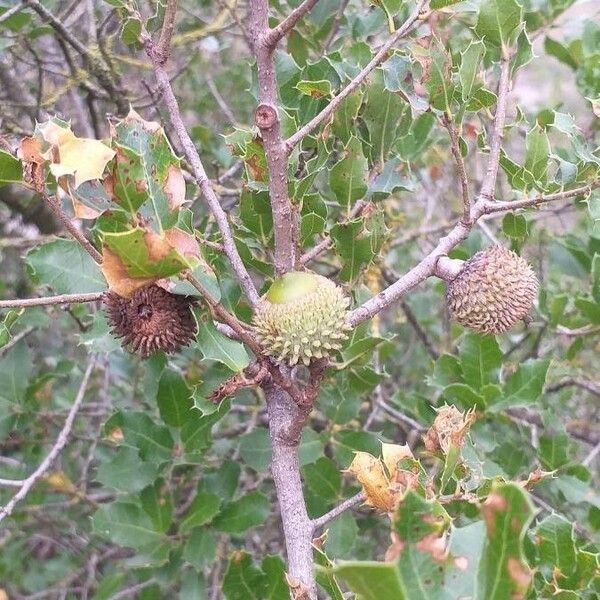 Quercus coccifera Fruchs