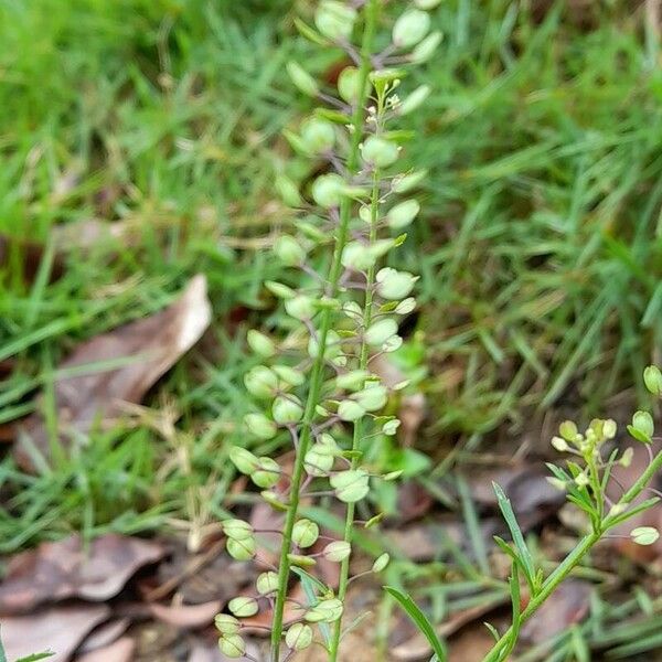 Lepidium virginicum Frukt