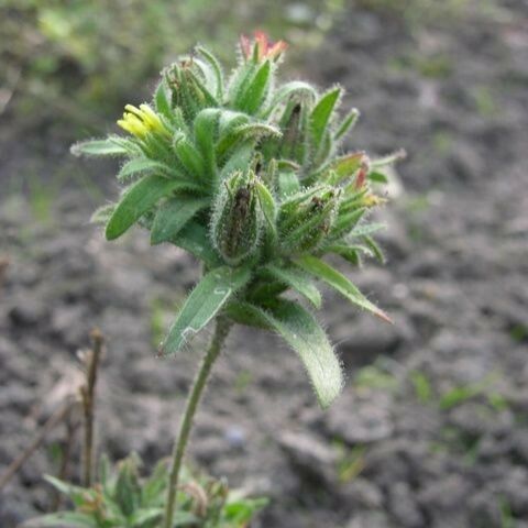 Madia sativa অভ্যাস