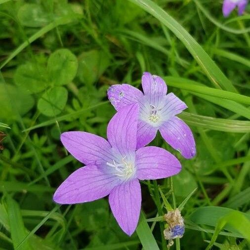 Campanula patula Flower