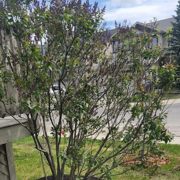 Syringa vulgaris Blad