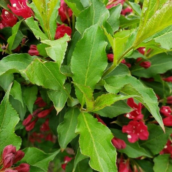 Weigela florida 葉