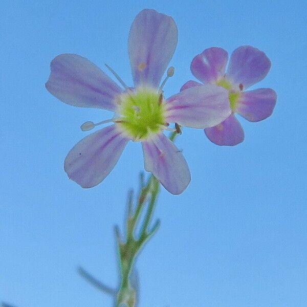 Petrorhagia saxifraga Blüte