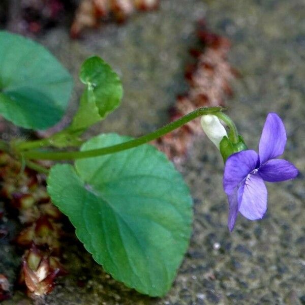 Viola reichenbachiana ᱵᱟᱦᱟ