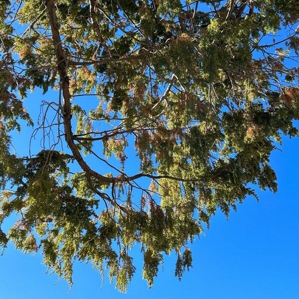 Juniperus cedrus Лист