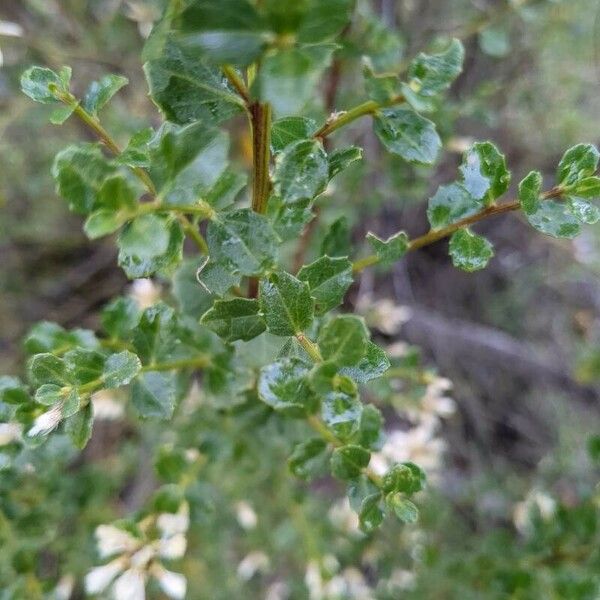 Baccharis pilularis List