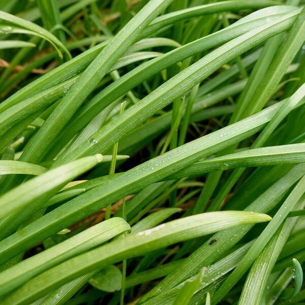 Allium triquetrum Leaf