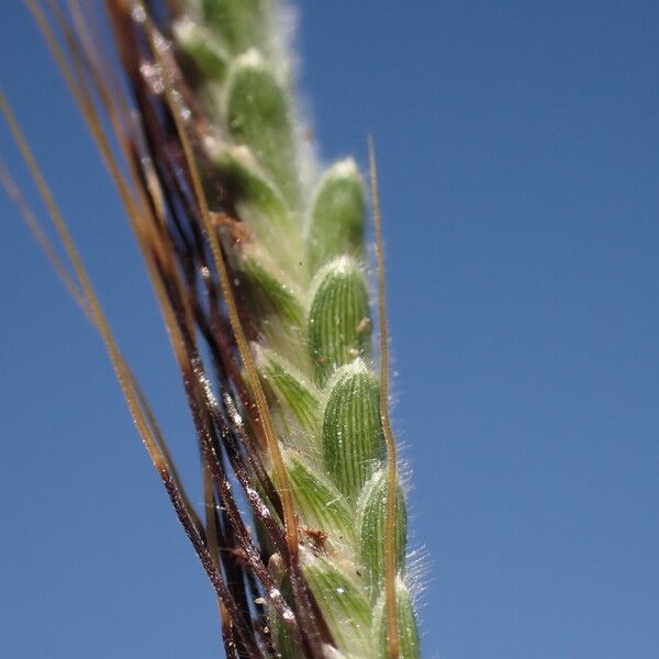 Dichanthium aristatum 花