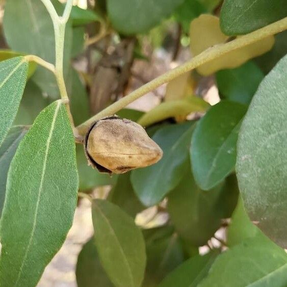 Lagunaria patersonia Fruit