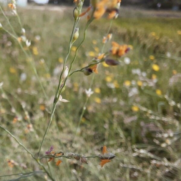 Panicum repens Плод