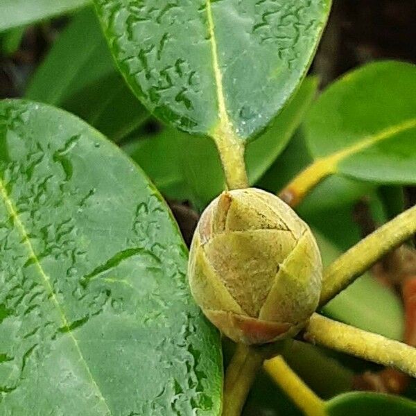 Rhododendron vernicosum Flower