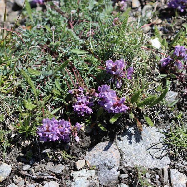 Oxytropis lapponica फूल