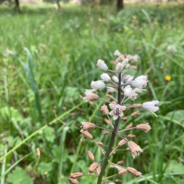 Bellevalia romana Flors