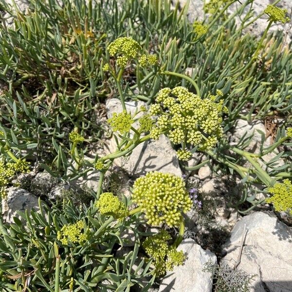 Crithmum maritimum 花