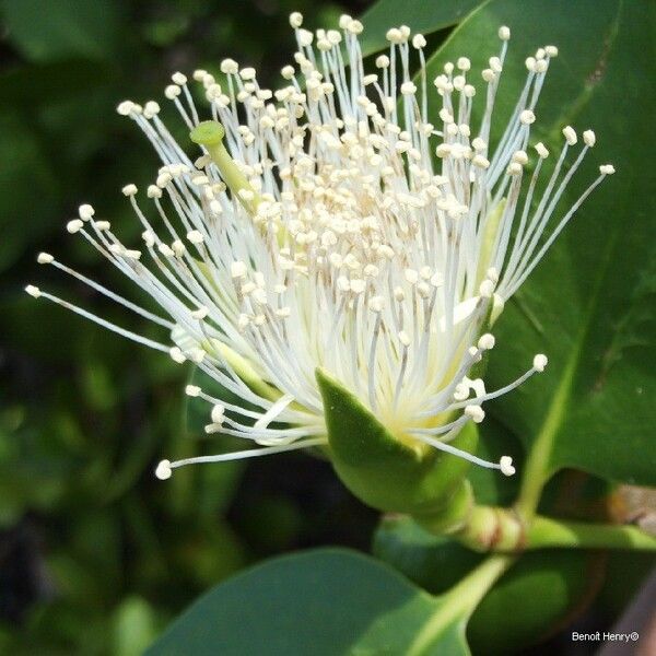 Sonneratia alba Flower