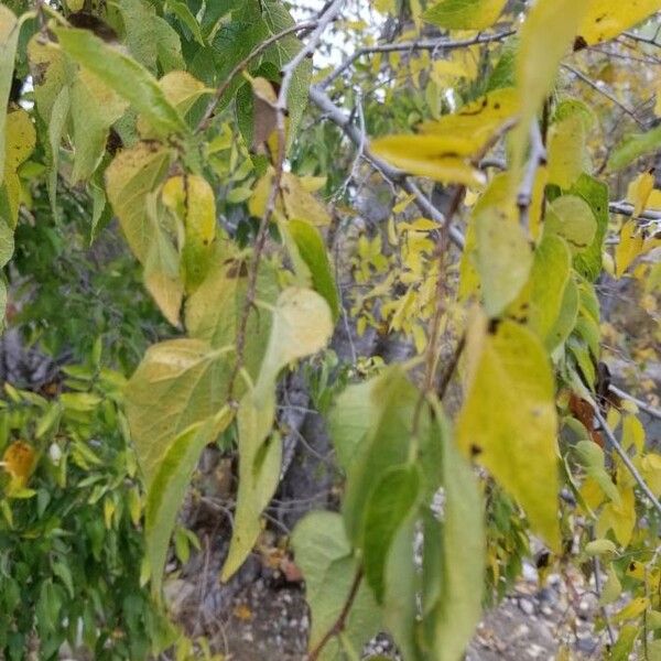 Celtis laevigata Leaf