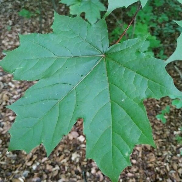 Acer platanoides Folio