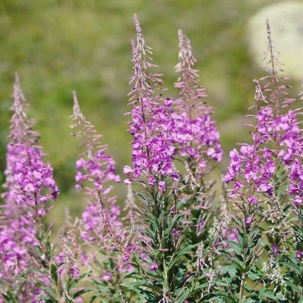 Epilobium angustifolium Flor