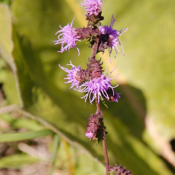 Liatris squarrulosa Цвят