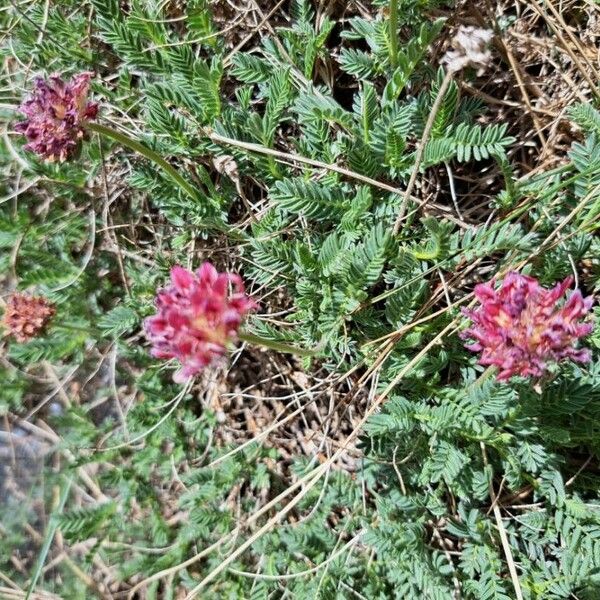 Anthyllis montana Lorea