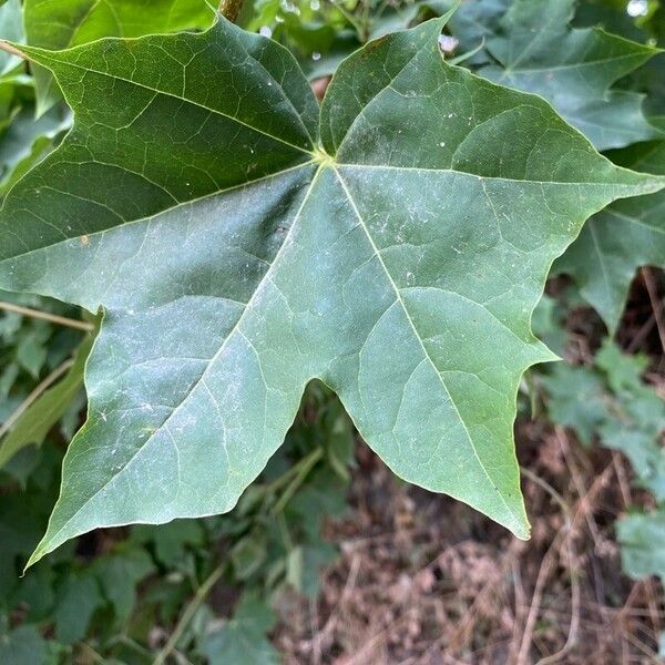 Acer cappadocicum Feuille