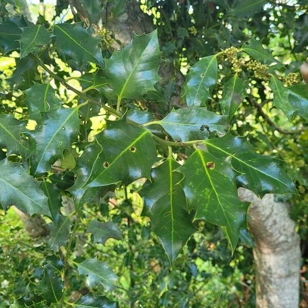 Ilex aquifolium Flor