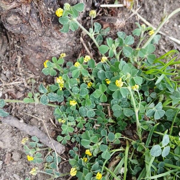 Medicago lupulina Habit