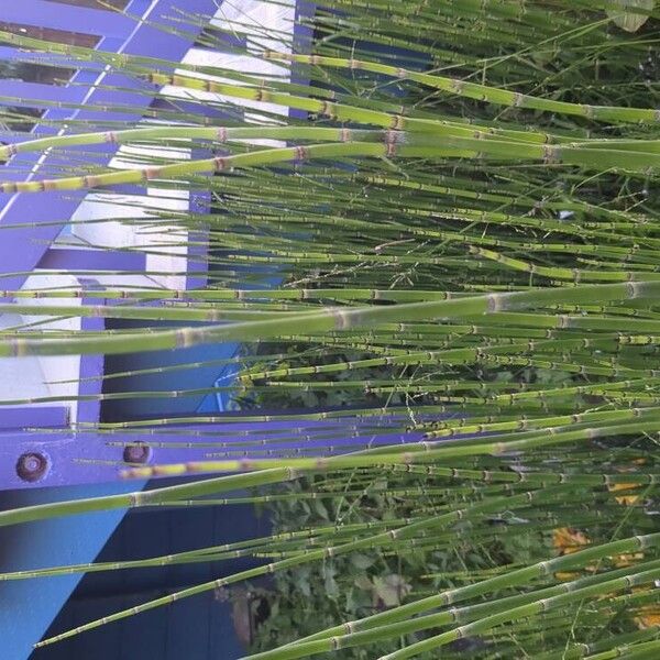 Equisetum hyemale 樹皮