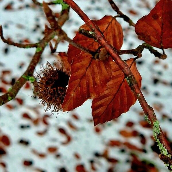 Fagus sylvatica ഇല