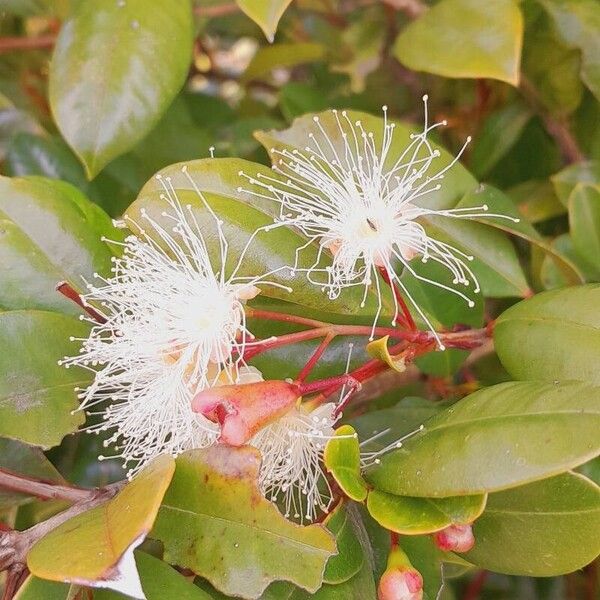 Syzygium paniculatum Квітка