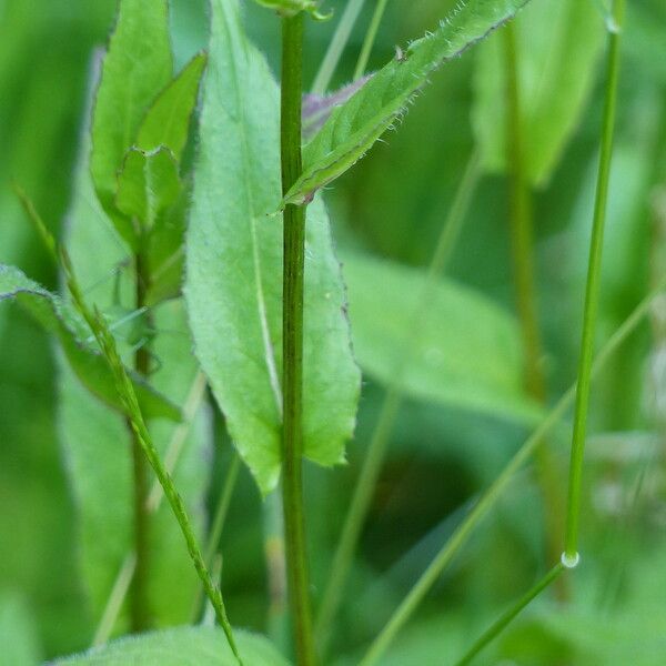 Crepis pyrenaica Folio