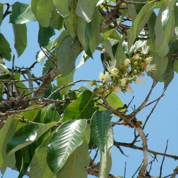 Campomanesia adamantium Folla