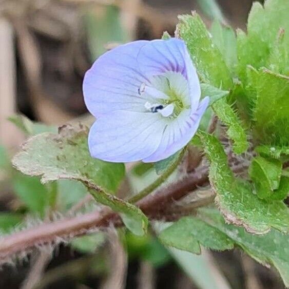 Veronica agrestis Flower