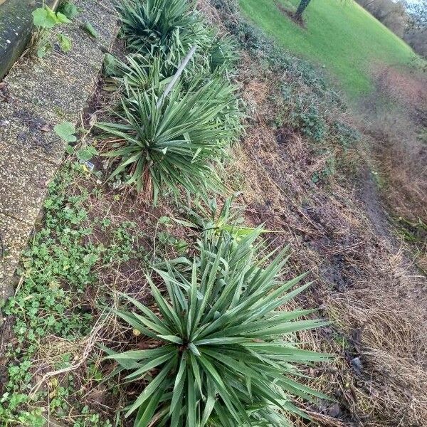 Yucca gloriosa Hábito