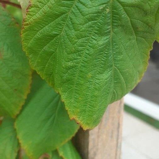 Rubus idaeus Ліст