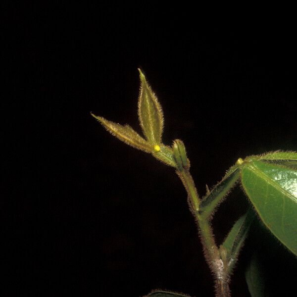 Inga pilosula Leaf