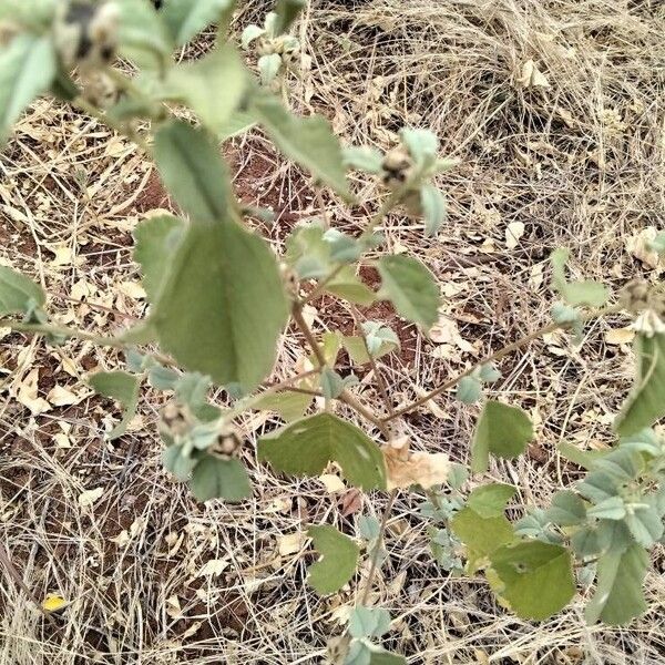 Sida cordifolia Leaf