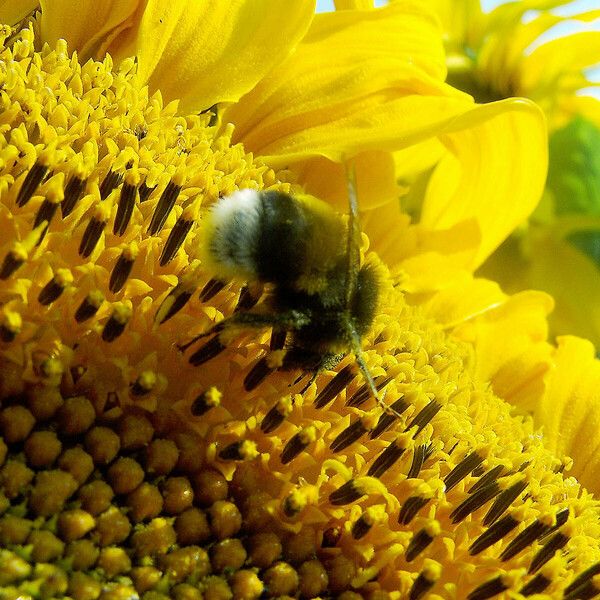 Helianthus annuus Цветок