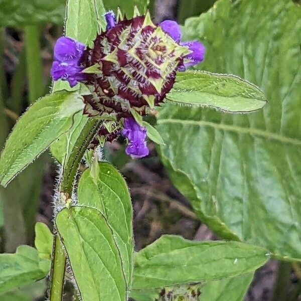 Prunella vulgaris Flower