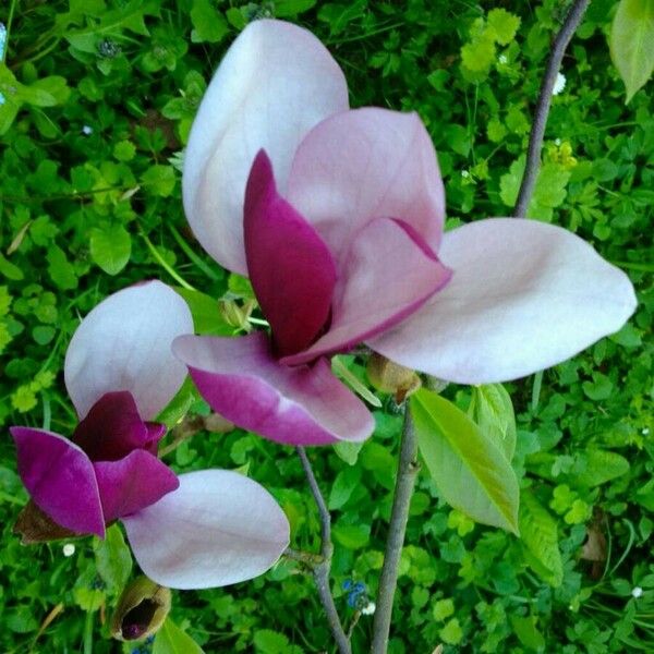 Magnolia liliiflora 花