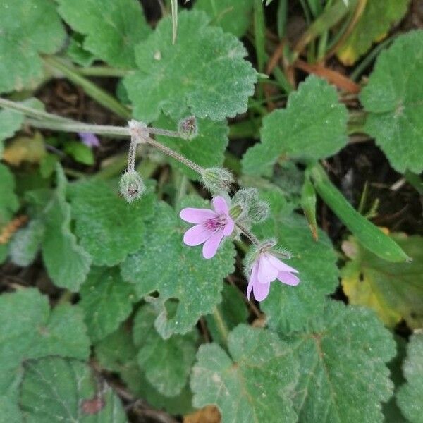 Erodium malacoides Fleur