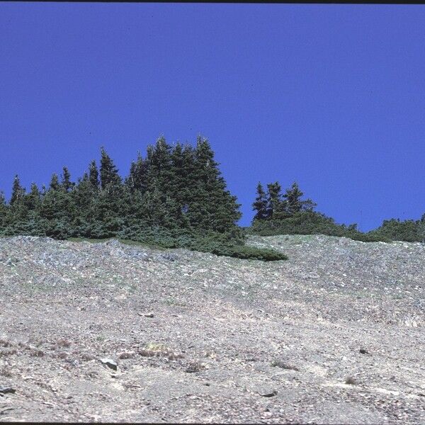 Abies lasiocarpa Pokrój