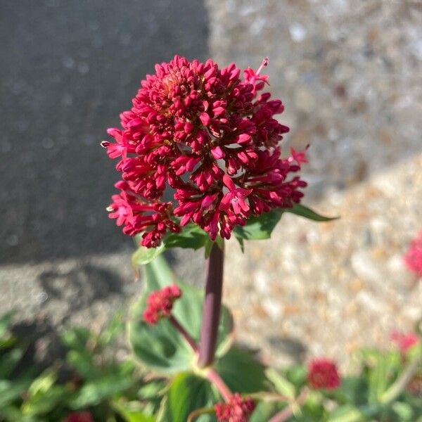 Valeriana lecoqii Blüte