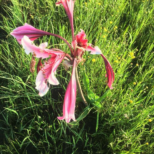 Crinum bulbispermum ফুল