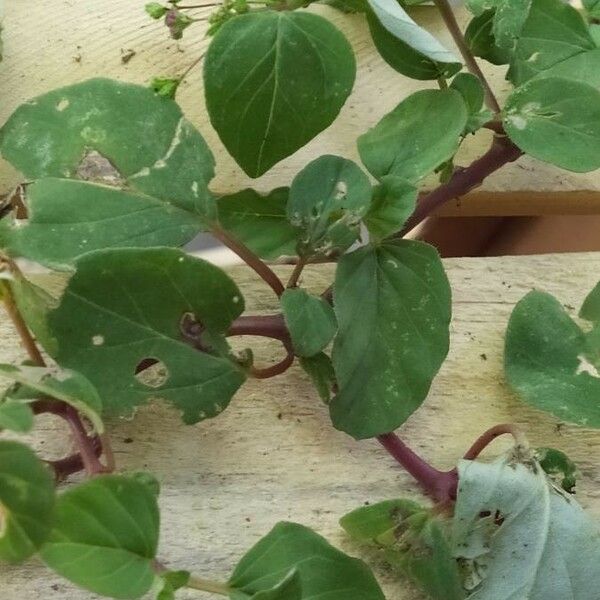 Boerhavia coccinea Feuille