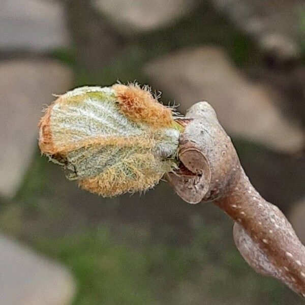 Actinidia chinensis Leht